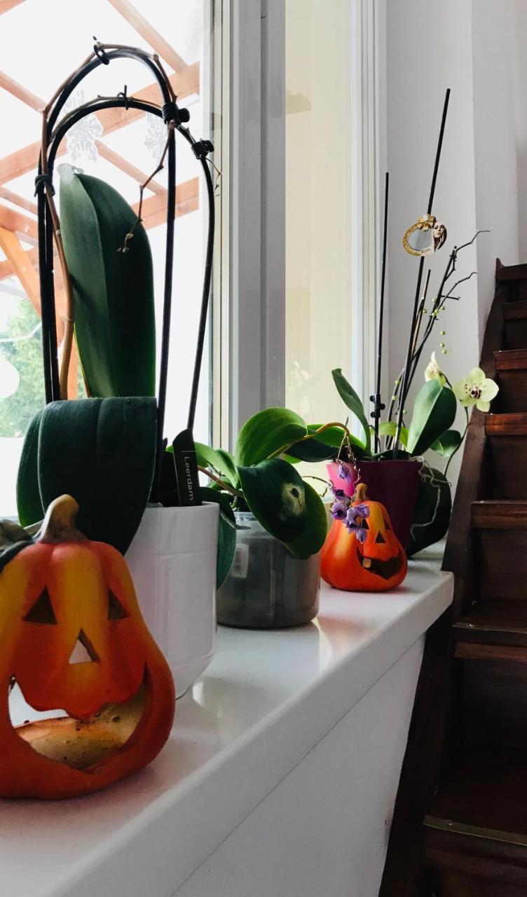 Kokusz Apartmanok エゲル エクステリア 写真